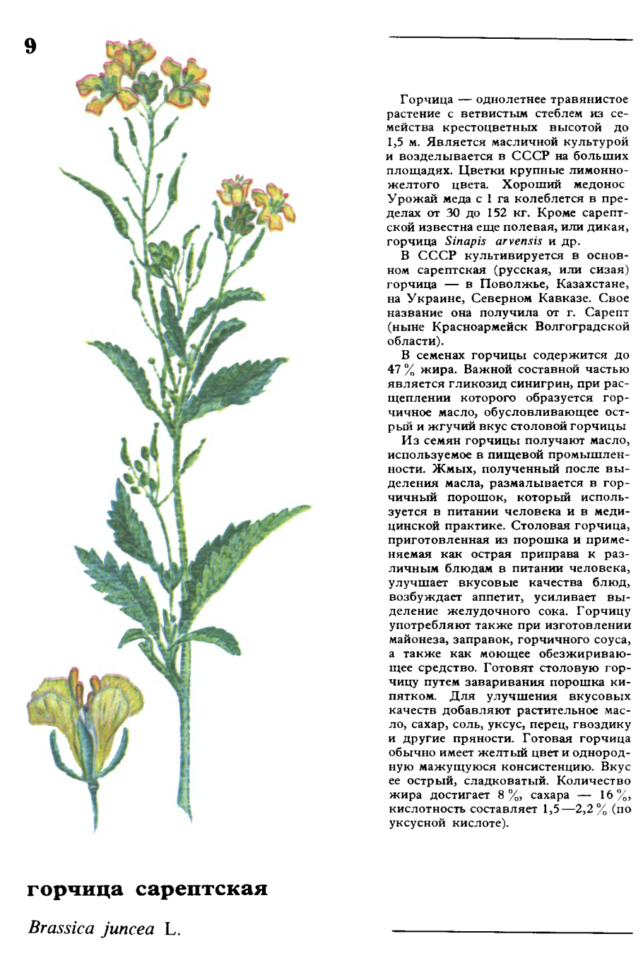 Съедобные дикорастущие растения