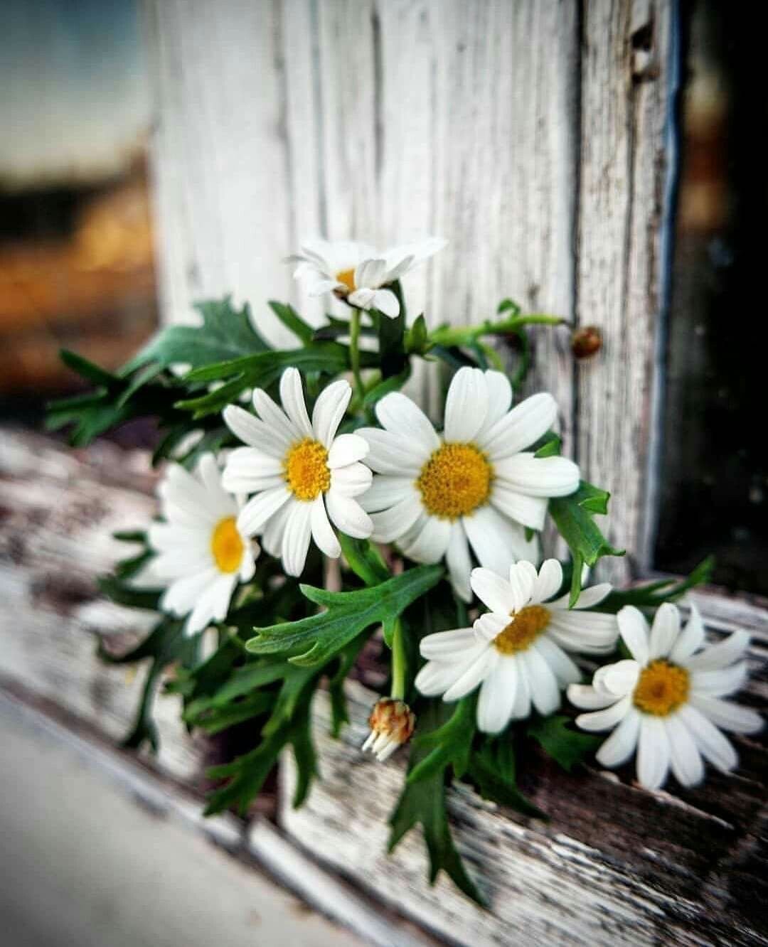 Дейзи Фловерс