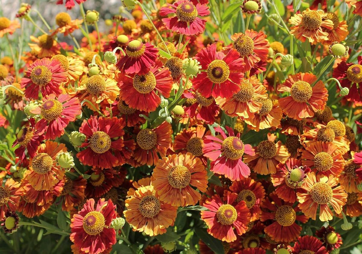 Гелениум осенний Helenium autumnale