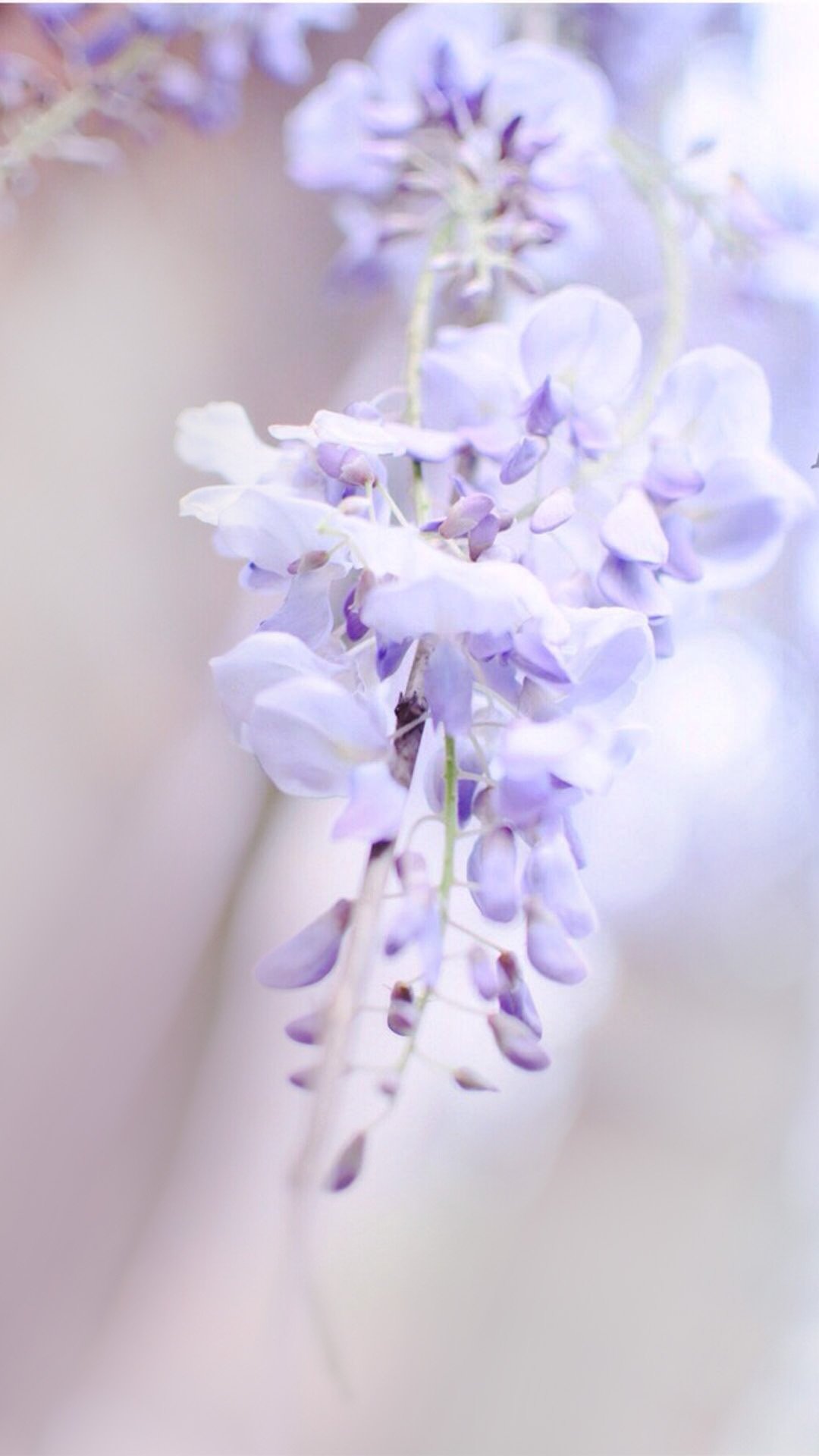 Светло фиолетовые цветы на длинном стебле