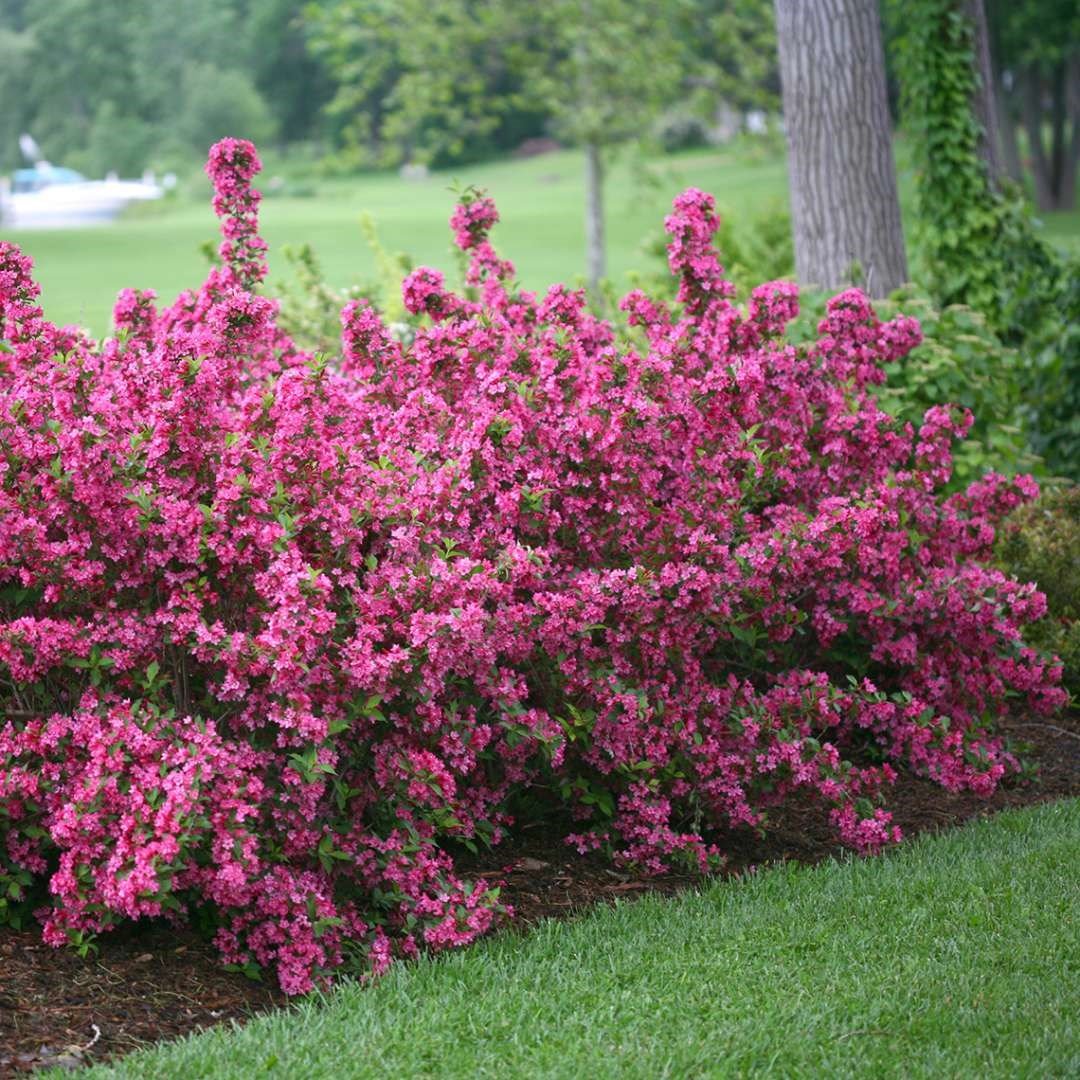 Вейгела Цветущая (Weigela Florida)