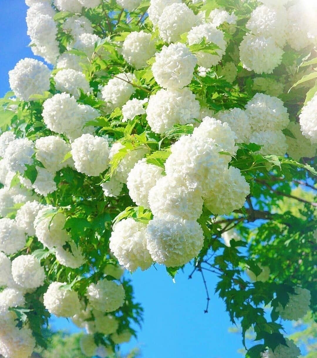 Калина бульденеж