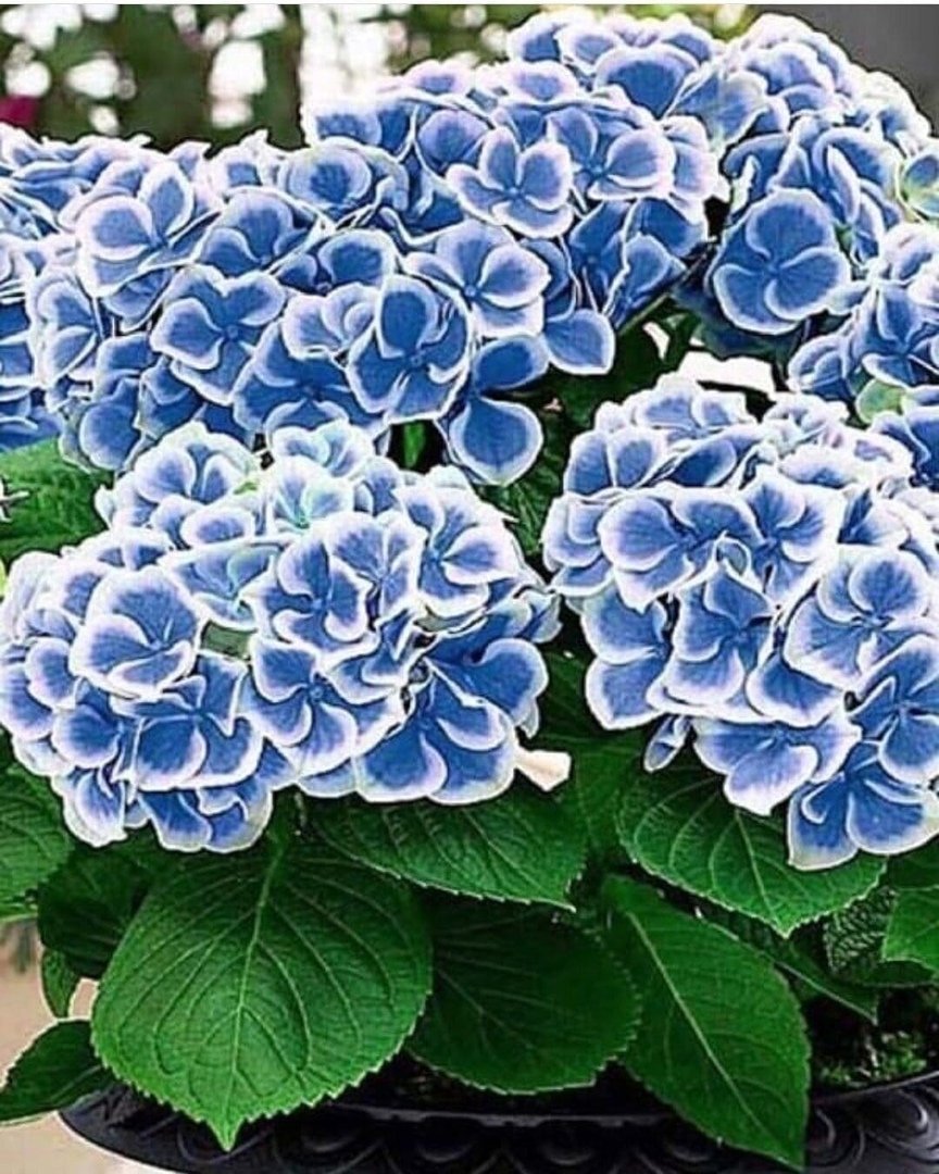 Комнатное растение с голубыми цветами