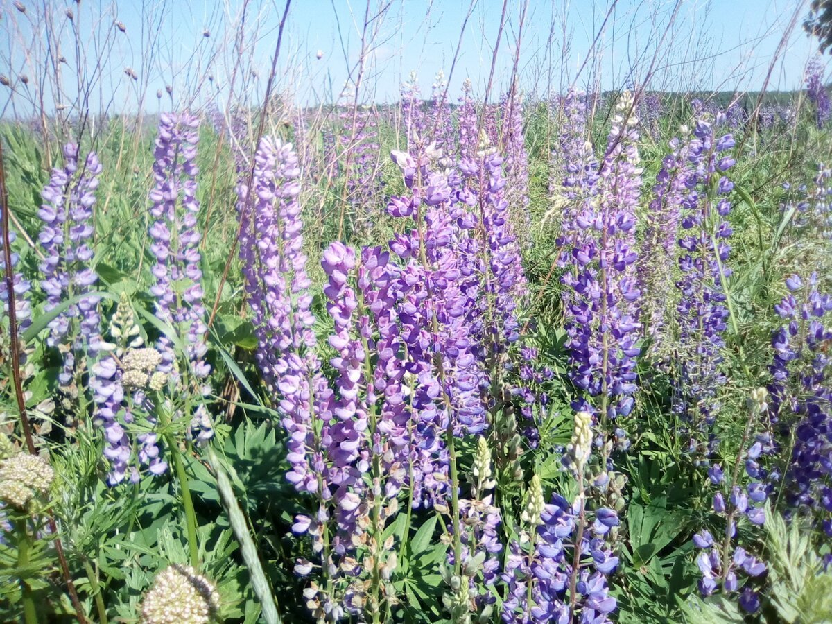Луговые цветы медоносы