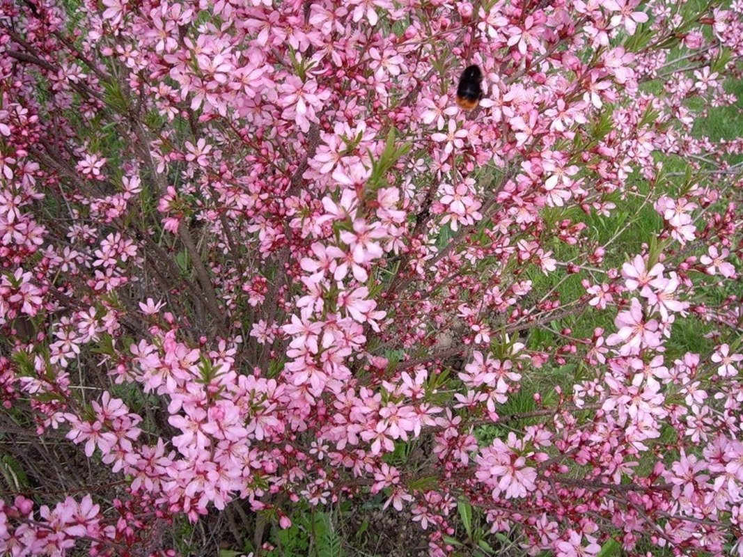 Миндаль Степной кустарник