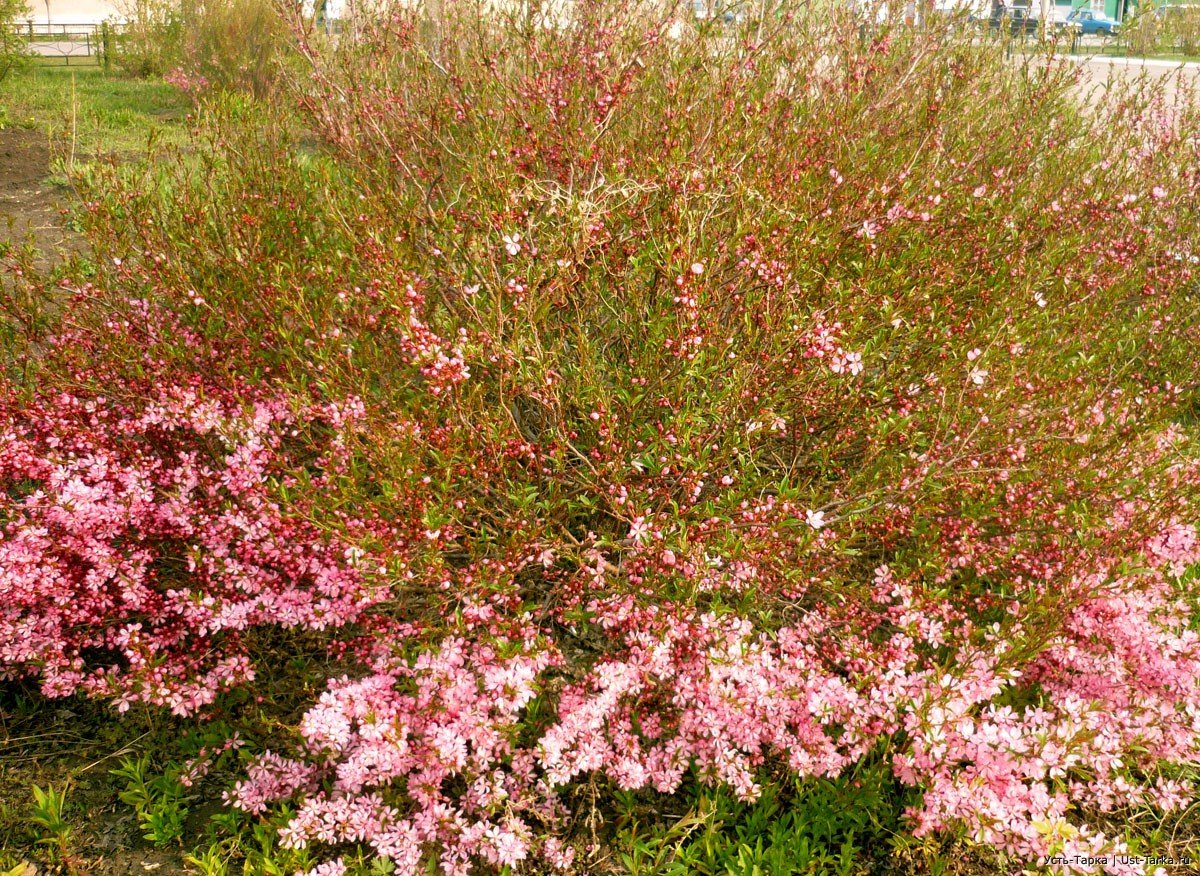 Миндаль кустарник, спирея кустарник