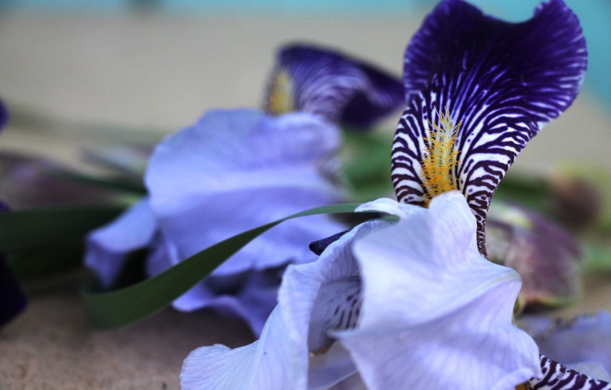 Iris Mini
