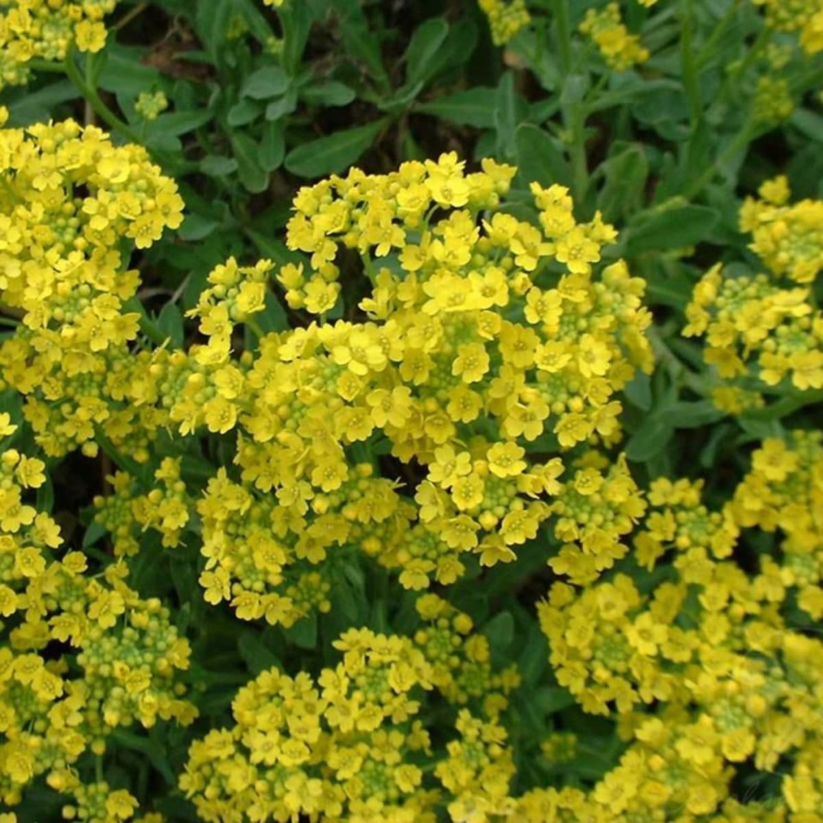 Алиссум (Бурачок) скальный - Alyssum saxatile