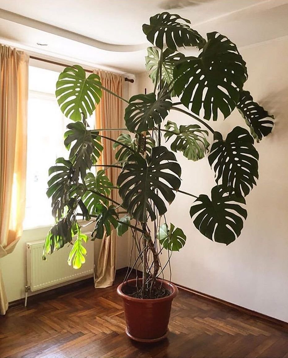 Монстера Делициоза (Monstera deliciosa)