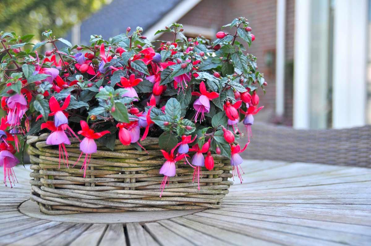 Фуксия Bella Fuchsia Susanna