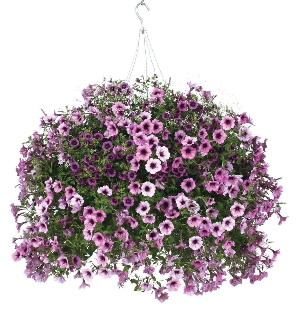 Петуния Supertunia Bordeaux