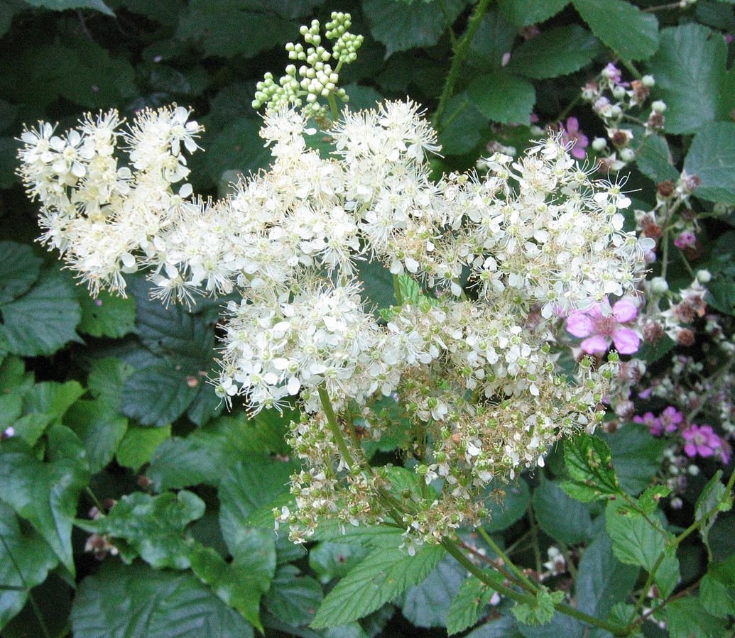 Filipendula Ulmaria завязь