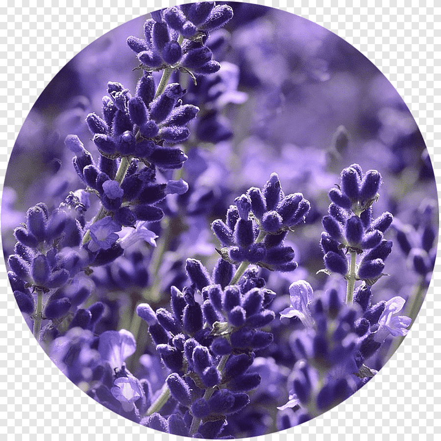Лаванда круглая