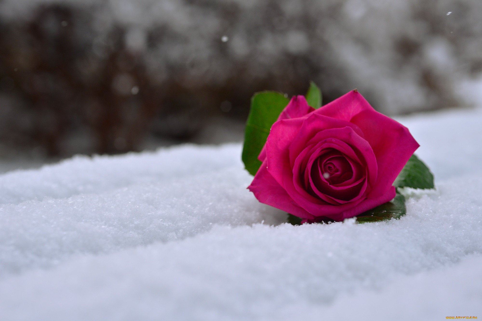Красивые розы снег. Зимние цветы. Цветы в снегу. Розы на снегу. Красивые цветы в снегу.