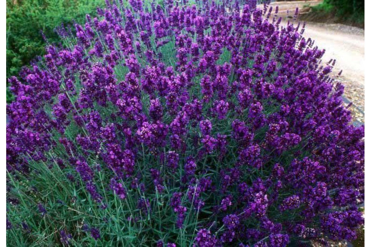 Садовое растение с фиолетовыми цветами
