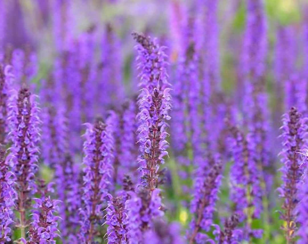 Tall Purple Flowers