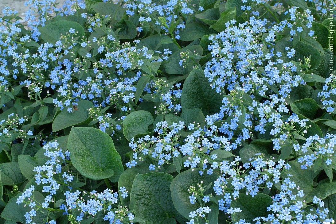 Садовые цветы с мелкими голубыми цветочками
