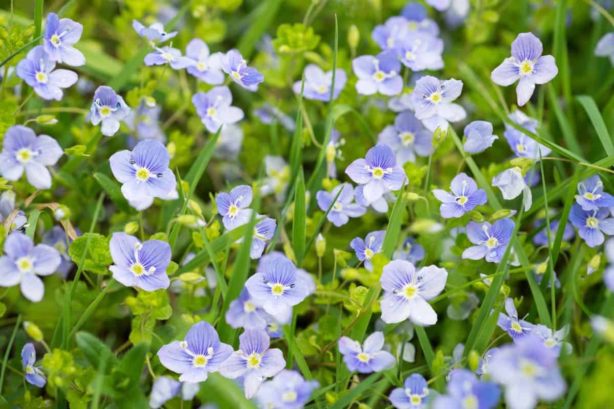Veronica filiformis