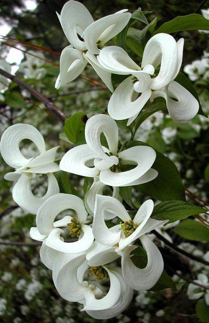 Cornus Florida