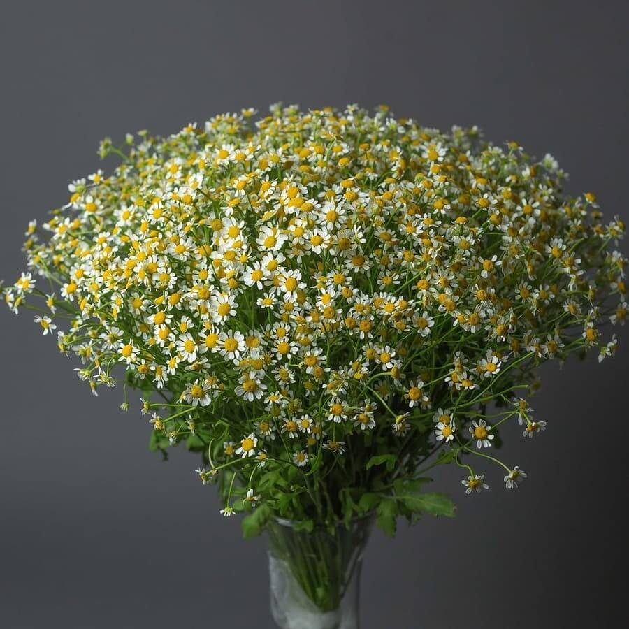 Матрикария Голден Болл