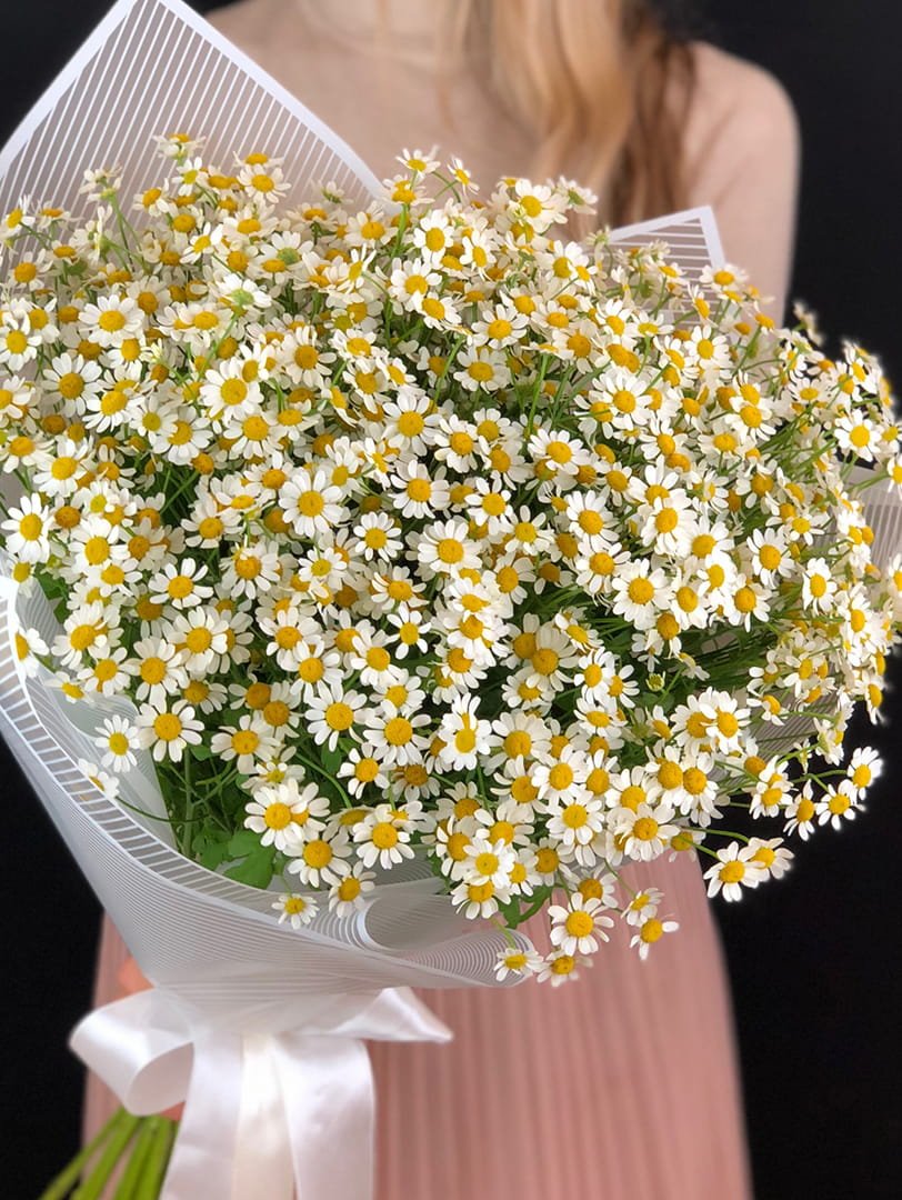 Матрикария Голландия