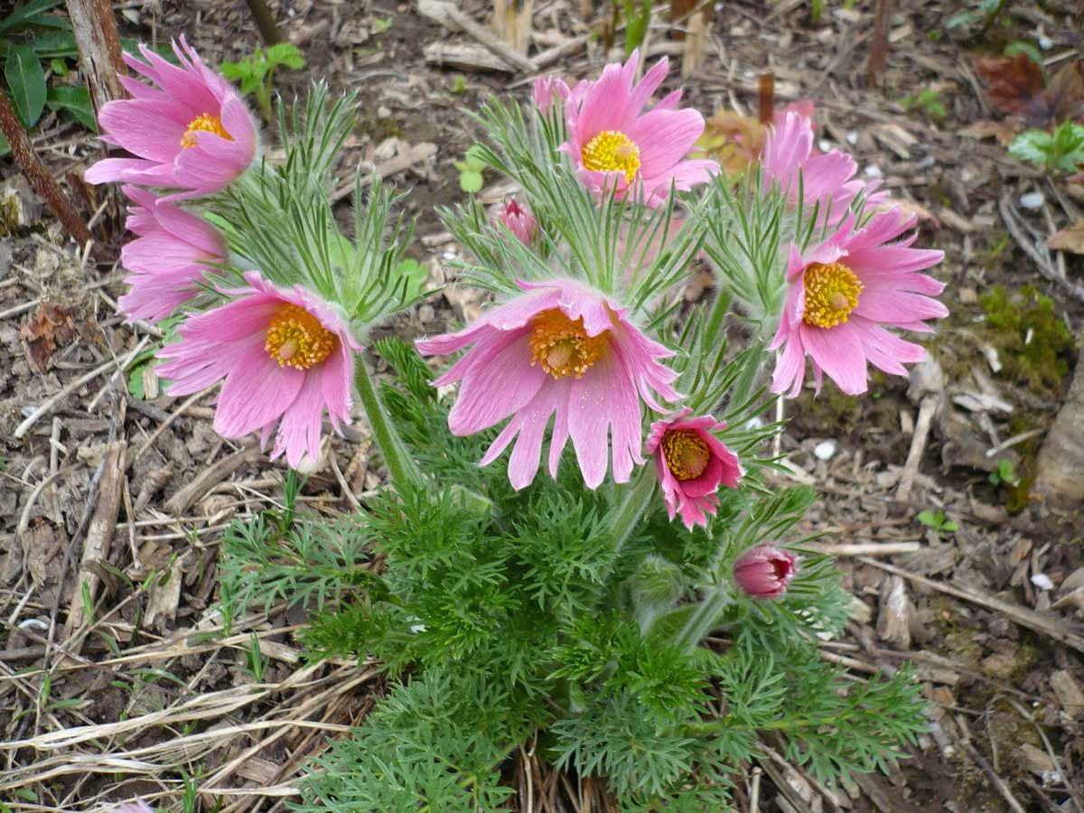 Vulgaris ‘rosea’ прострел