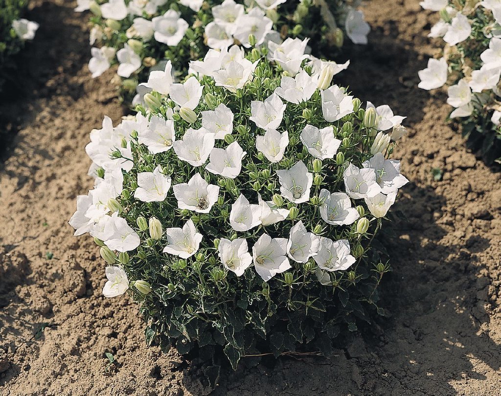 Колокольчик Карпатский Pearl White