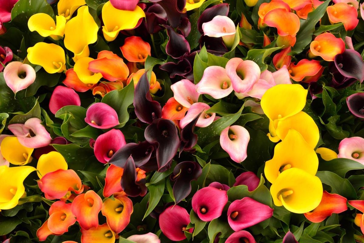 Калла Zantedeschia Mix