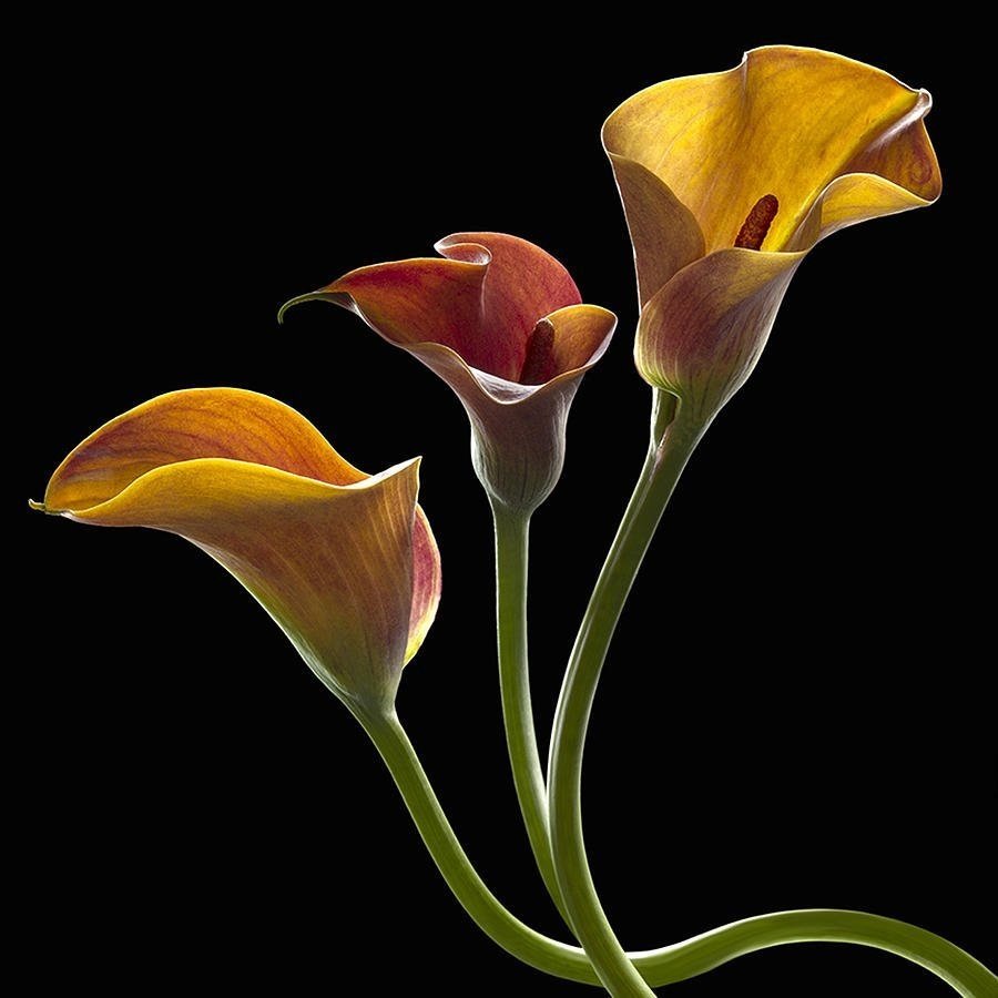 Калла Phalaenopsis