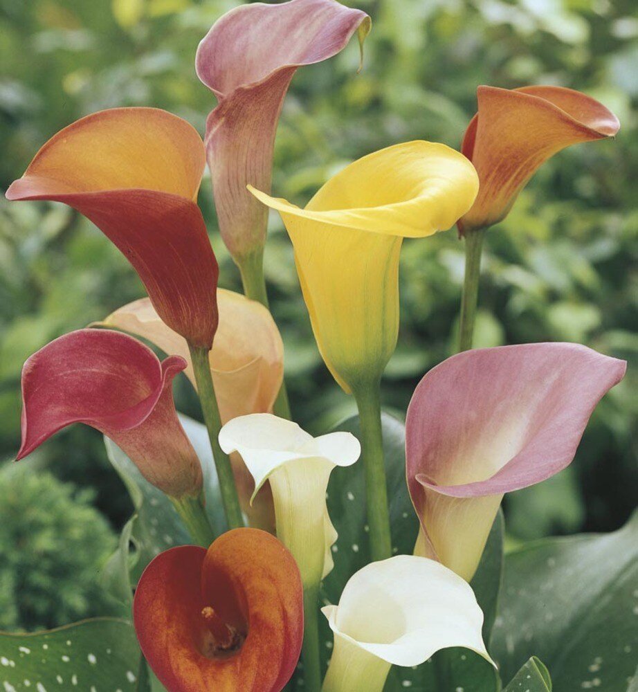 Калла Зантедеския Zantedeschia aethiopica