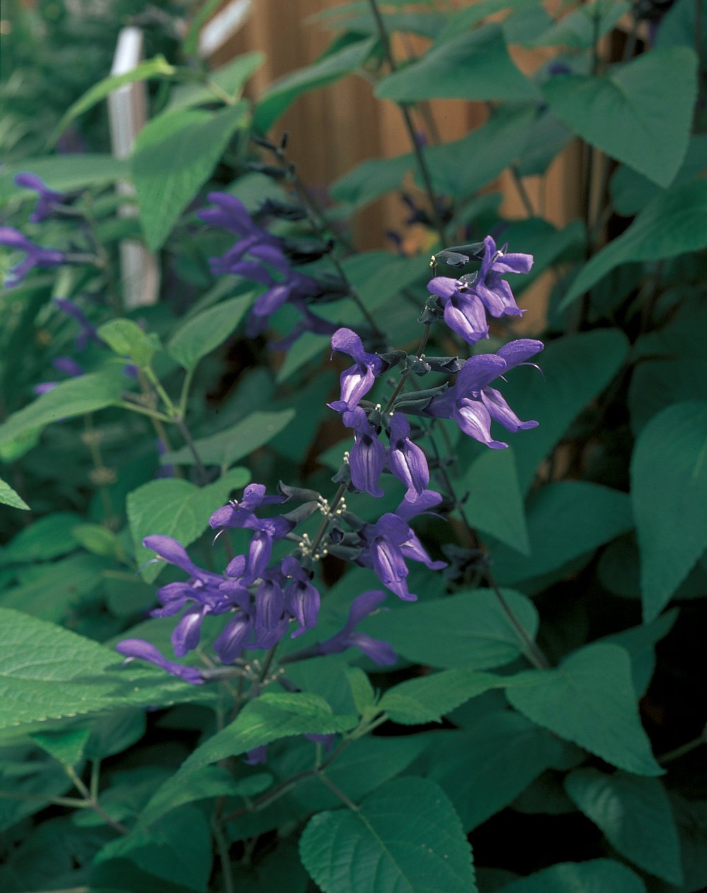 Salvia guaranitica