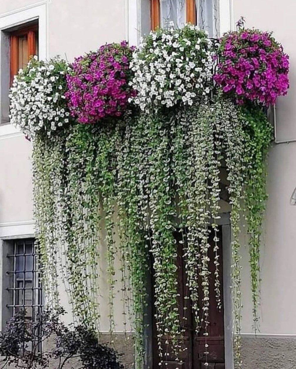 Популярные ампельные цветы
