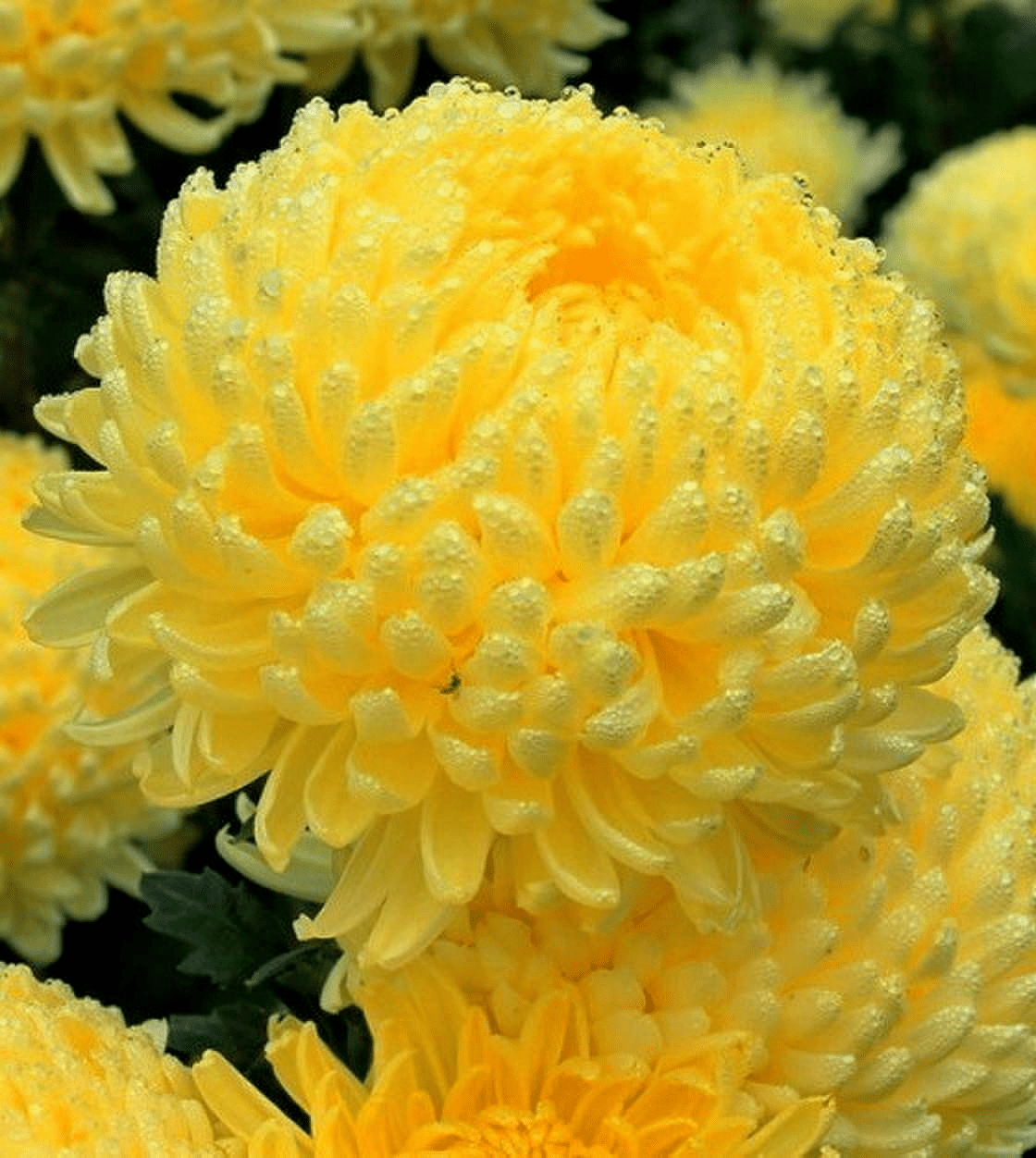 живые цветы хризантемы фото