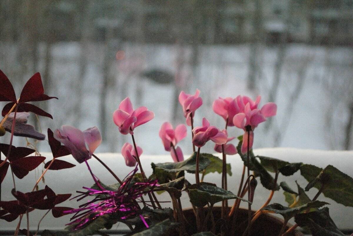 Комнатные зимние цветы