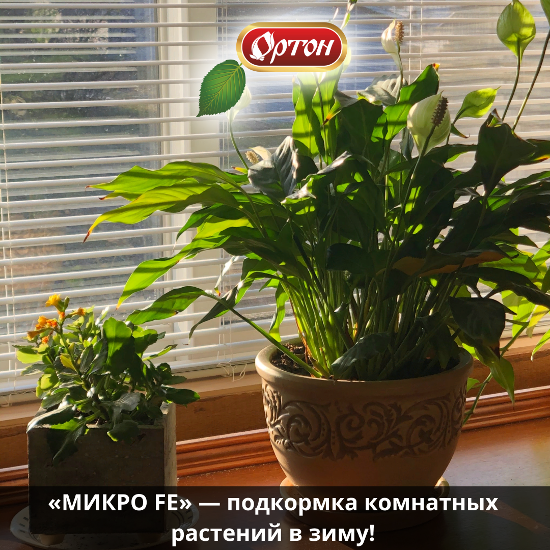 Комнатные зимние цветы