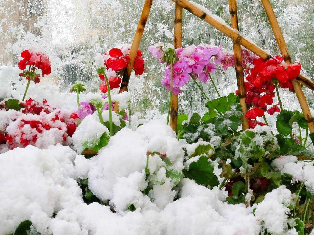 Зимние цветы садовые
