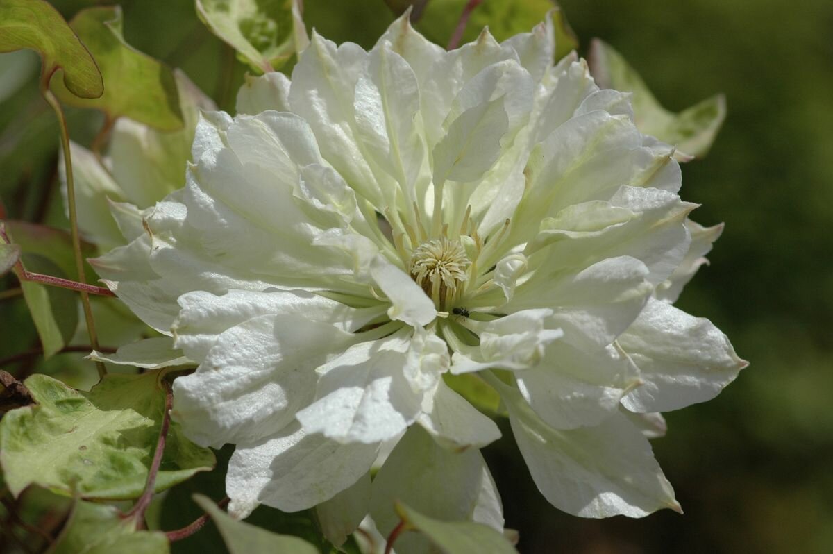 Клематис Clematis Yukiokoshi