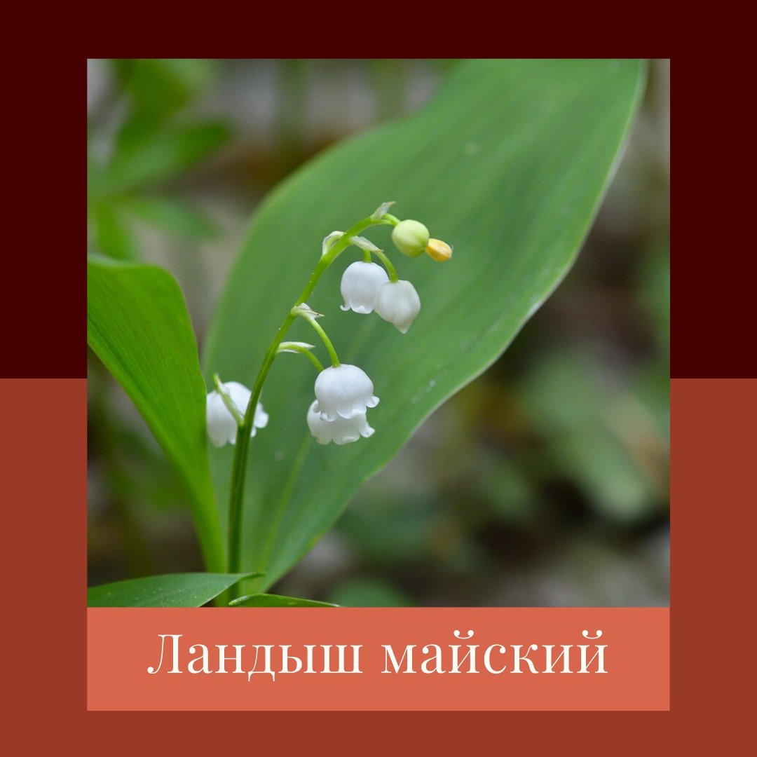 Редкие растения Ландыш Майский