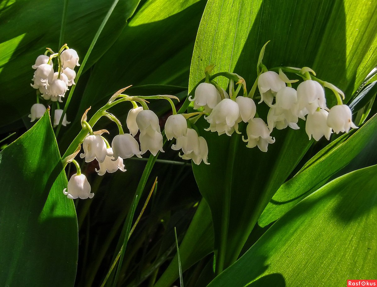 Ландыш горный Convallaria Montana