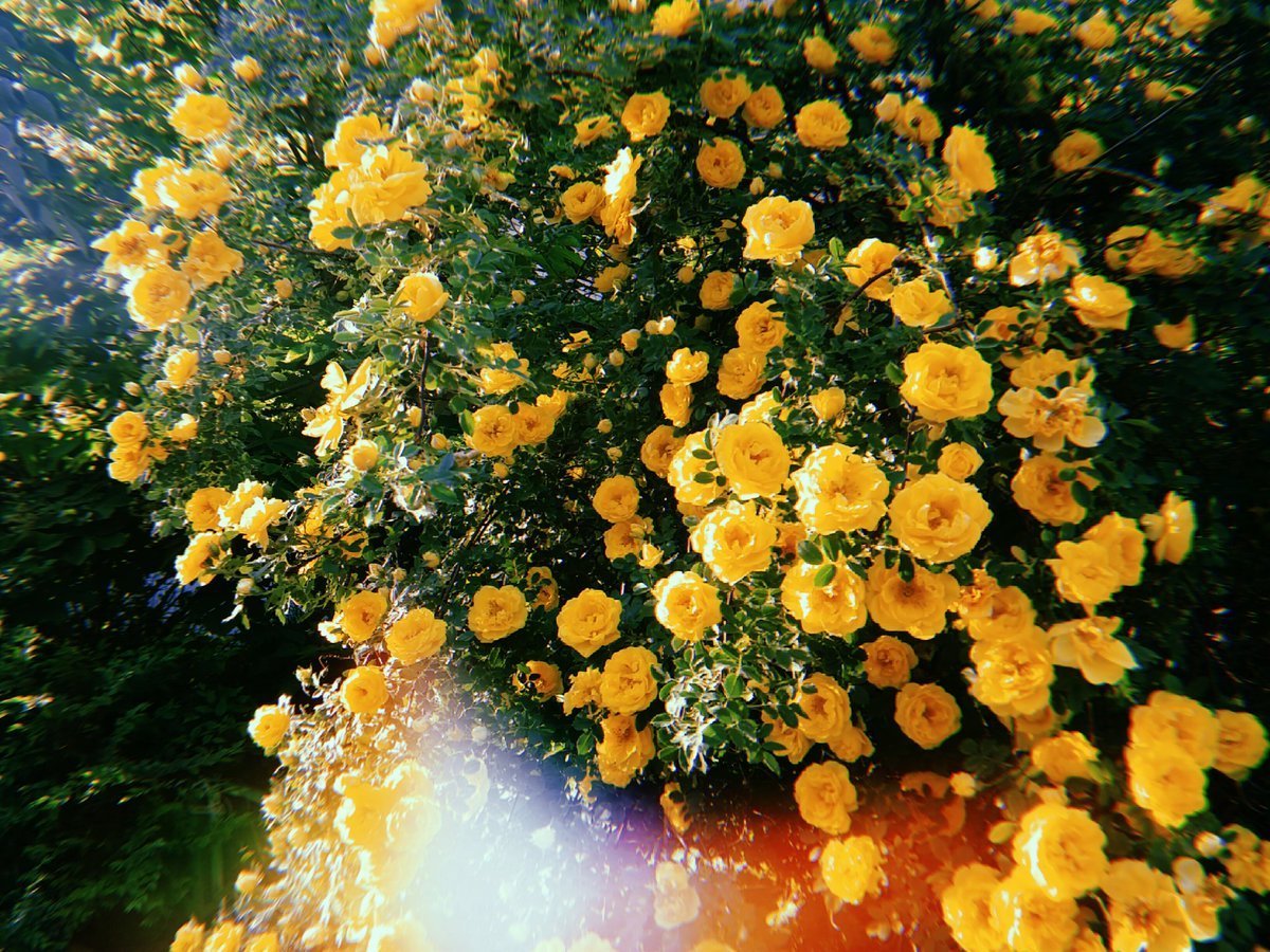 Желтые кустовые цветы