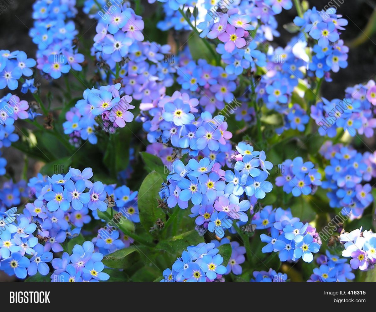 Незабудка Лесная Myosotis sylvatica