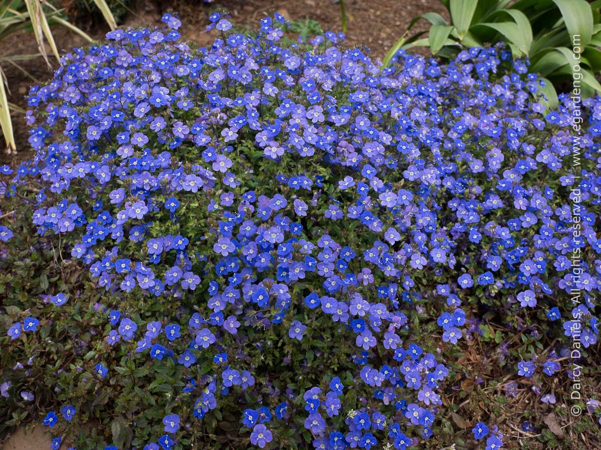 Вероника цветоножковая Georgia Blue