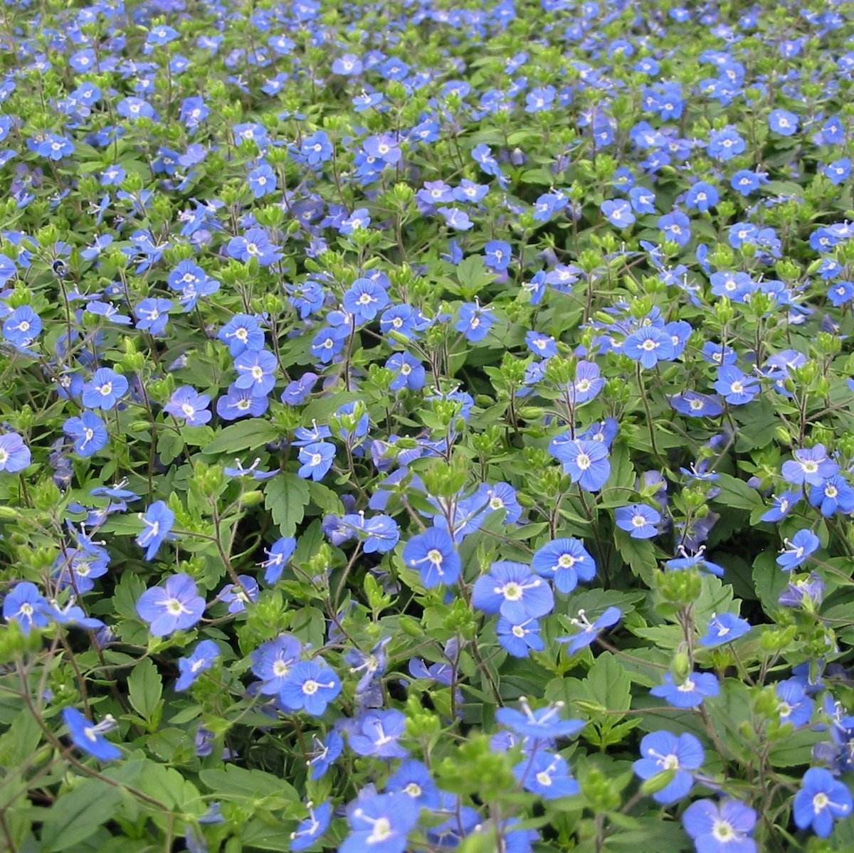 Вероника Georgia Blue