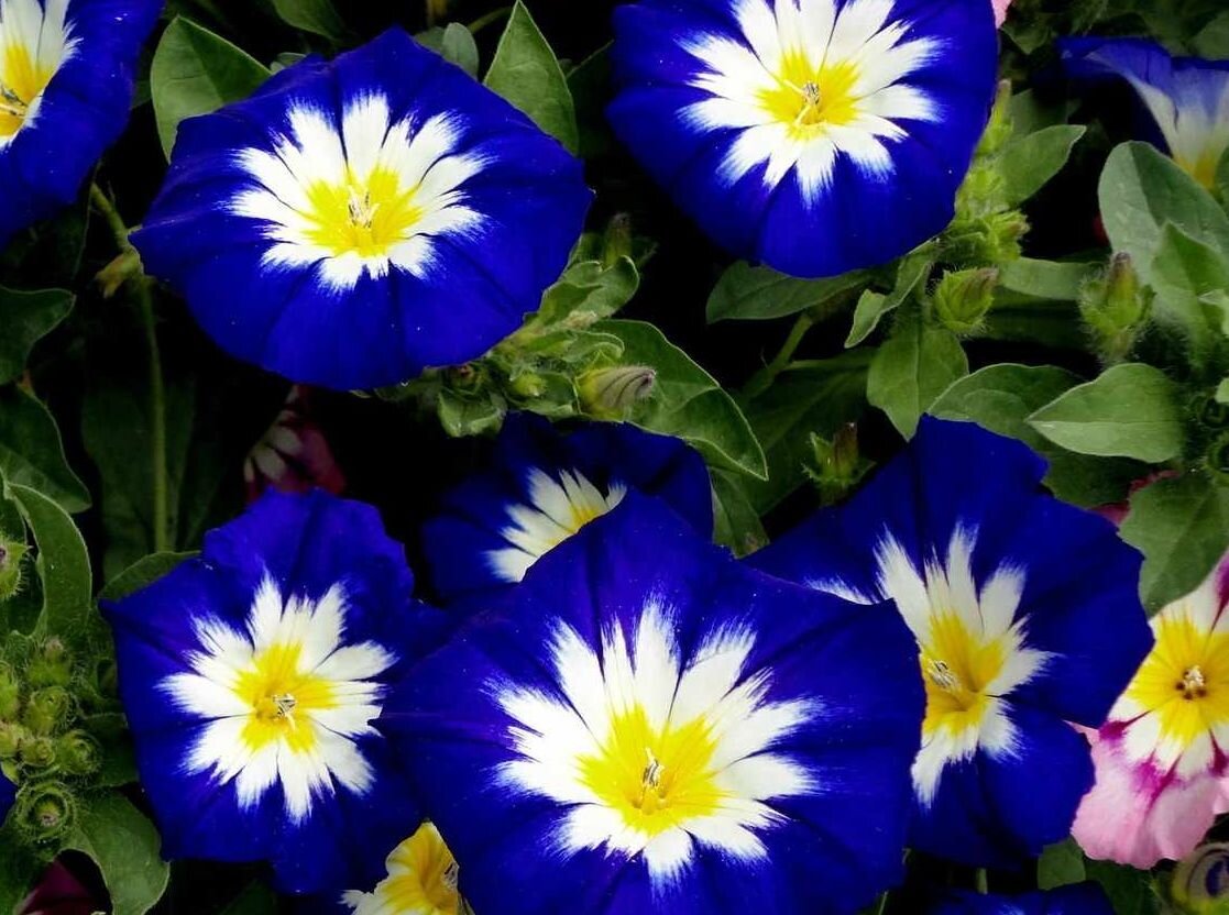 Вьюнок Convolvulus Blue