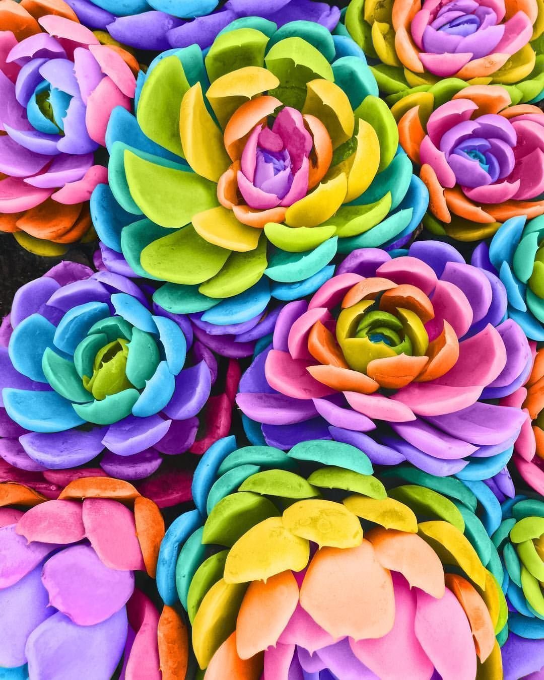 Растение с разноцветными цветами