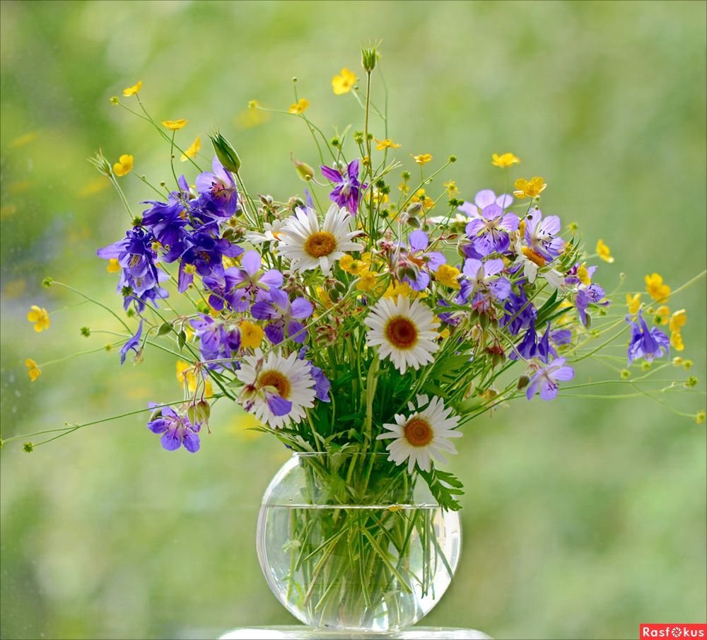Луговые цветы в вазе