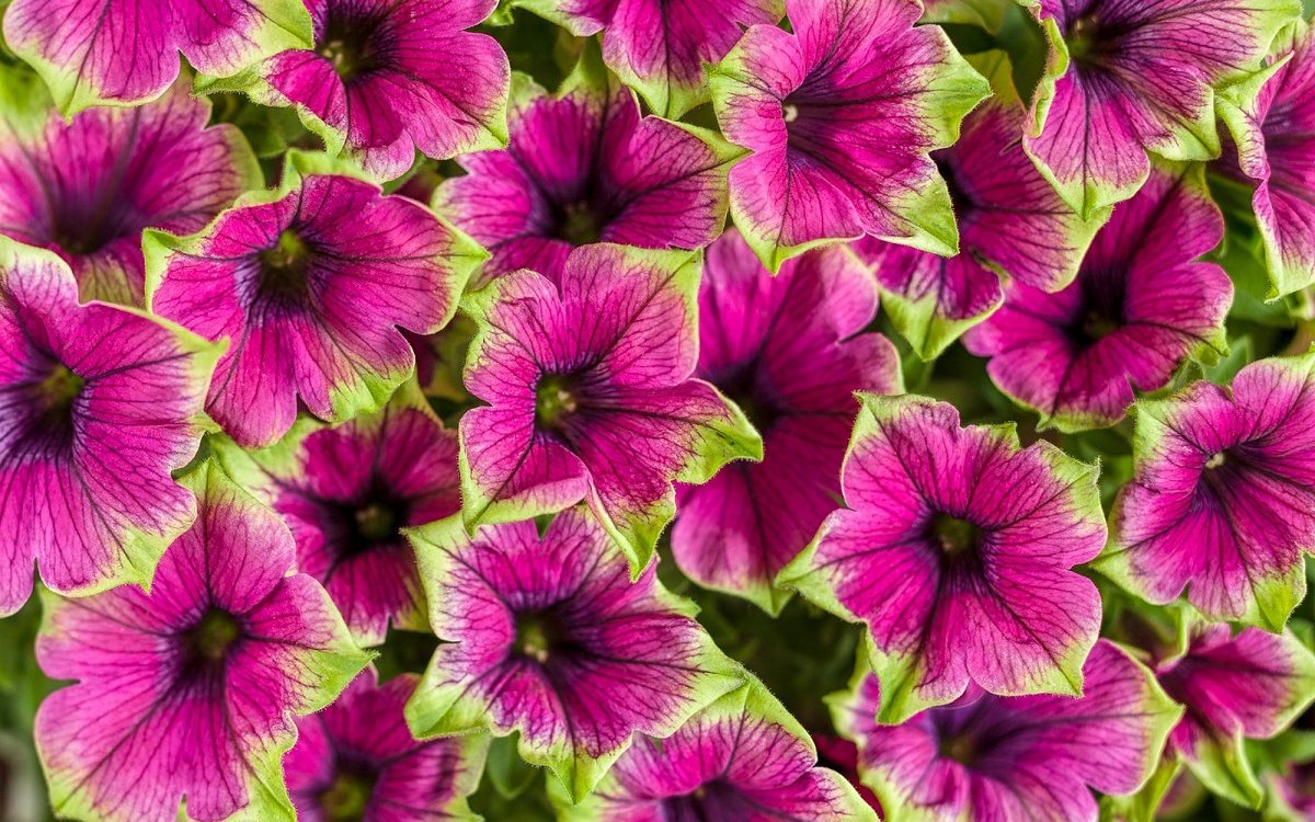Петуния Crazytunia Kermit Purple