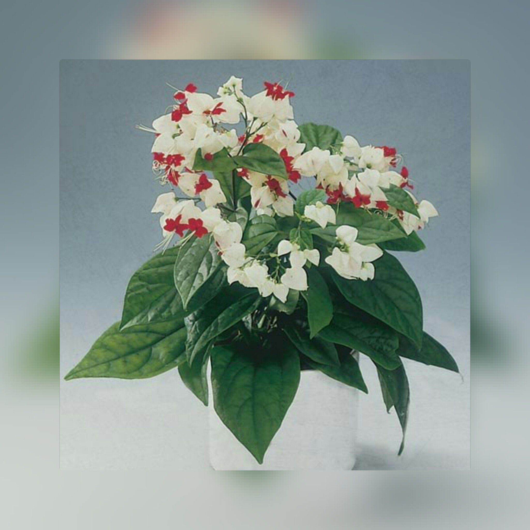 Белый цветок домашний название. Цветок Томпсона клеродендрум. Дерево судьбы клеродендрум. Томсона клеродендрум Томпсона.