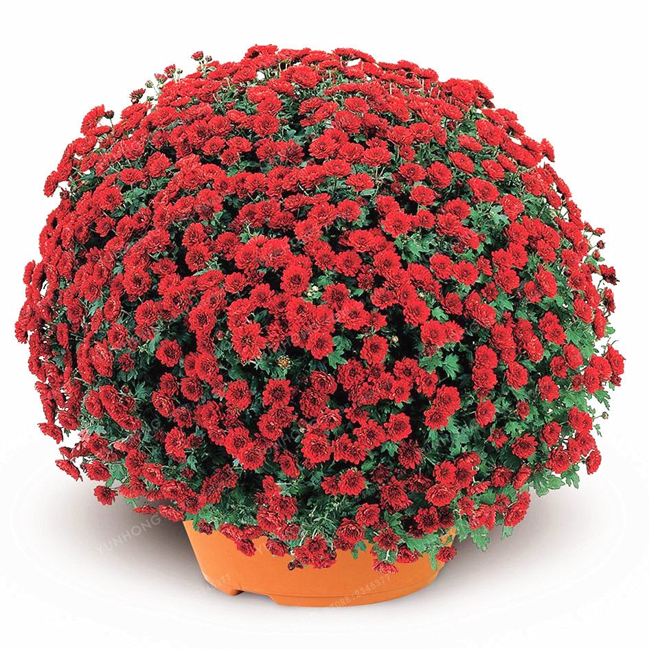 Герань mums mums