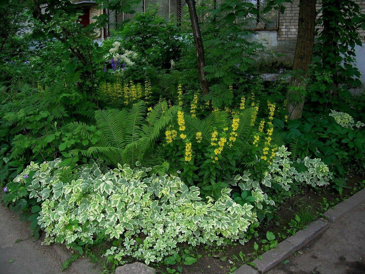 Сныть и вербейник
